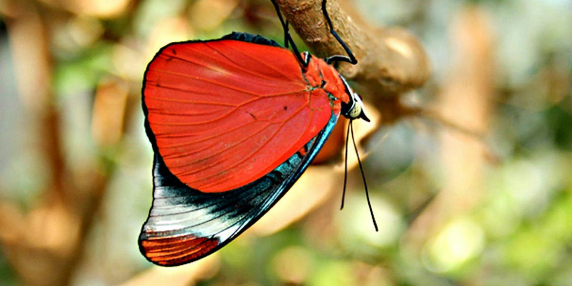 schmetterling „Eifalia Schmetterlingsgarten“ Ahrhütte