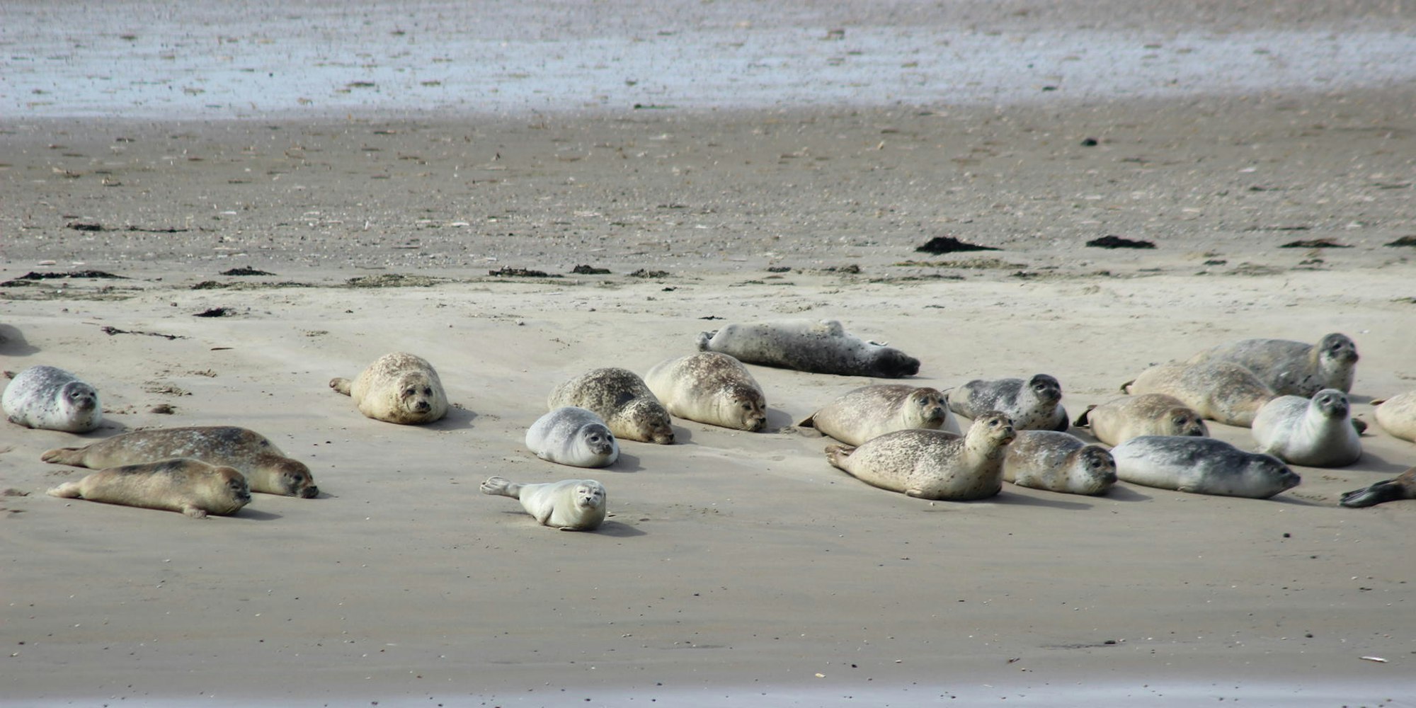Kegelrobben_und_SeehundkolonieWiki4.0