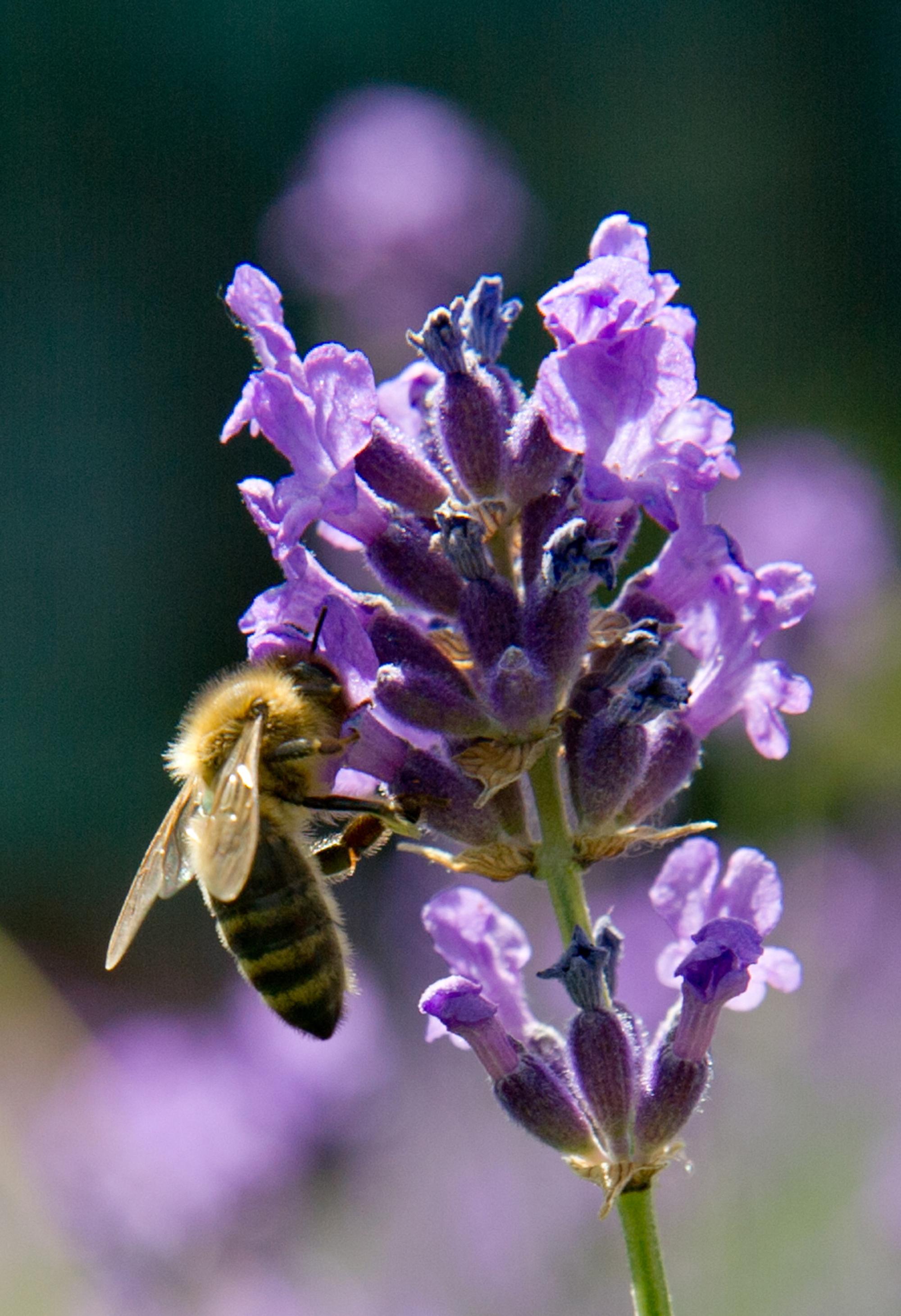 Lavendel