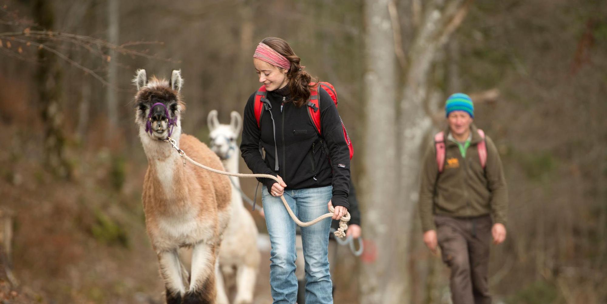 GettyImages-Lama
