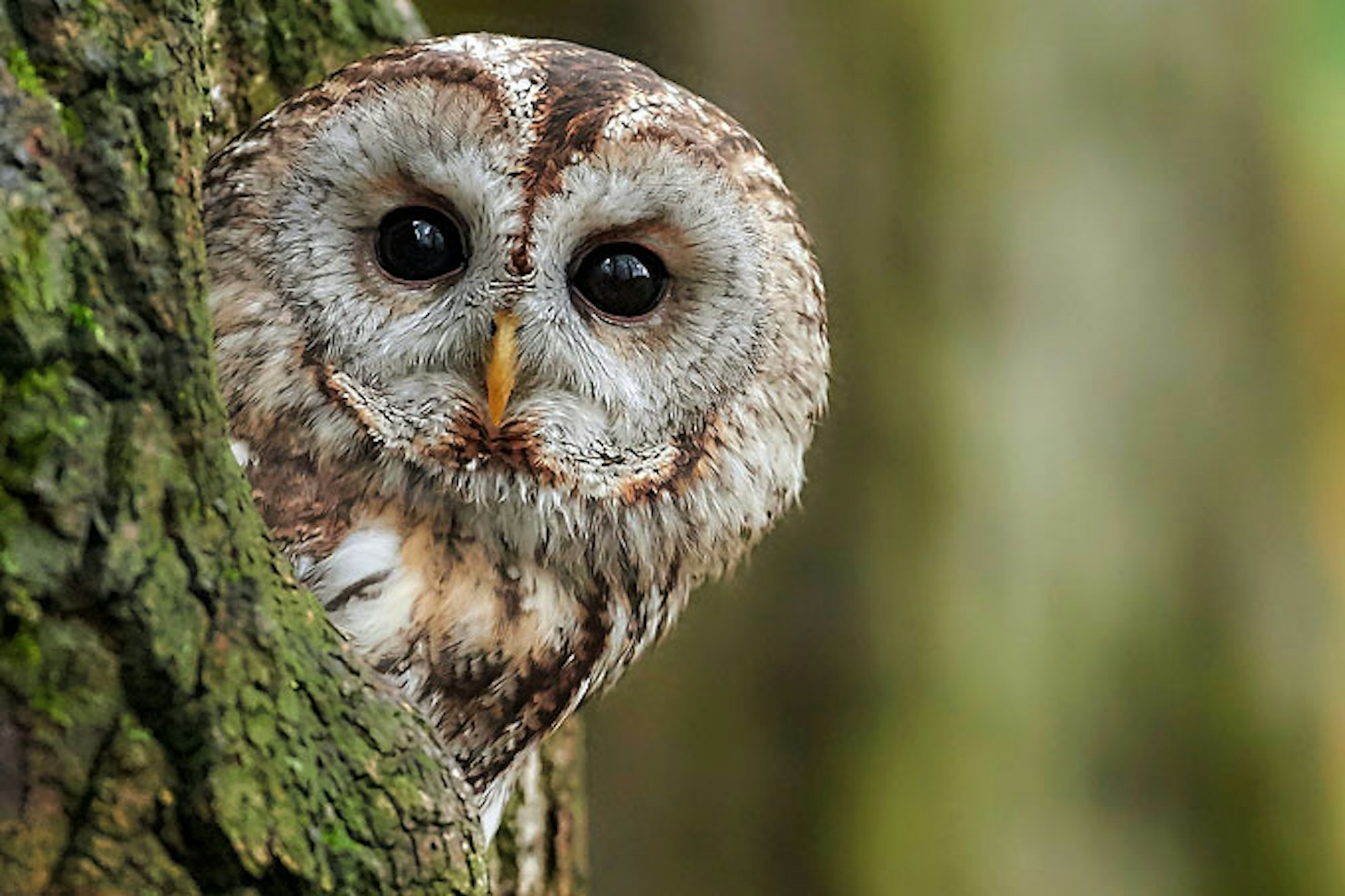 nabu-waldkauz-peter-kuehn