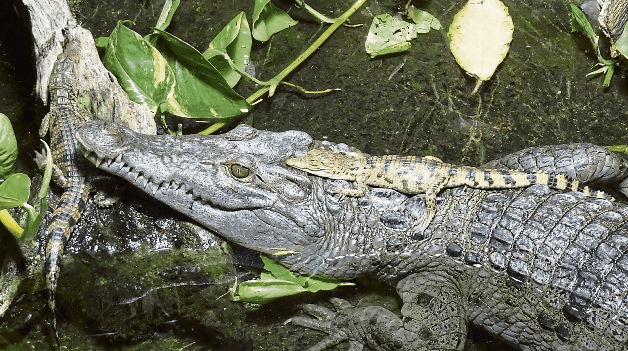 kroko neu zoo