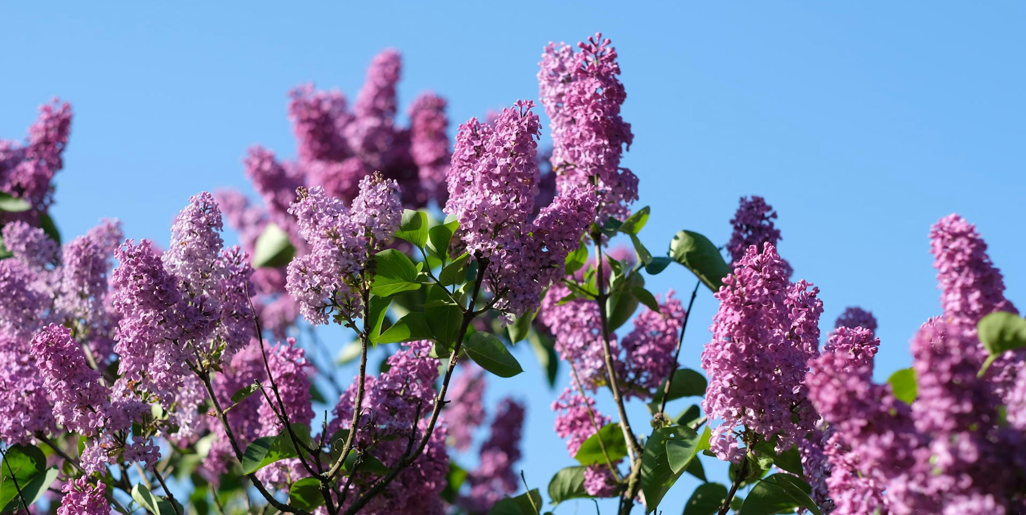 Gartenkalender Mai Flieder