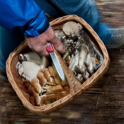 Waldpilze in einem Körbchen_Header