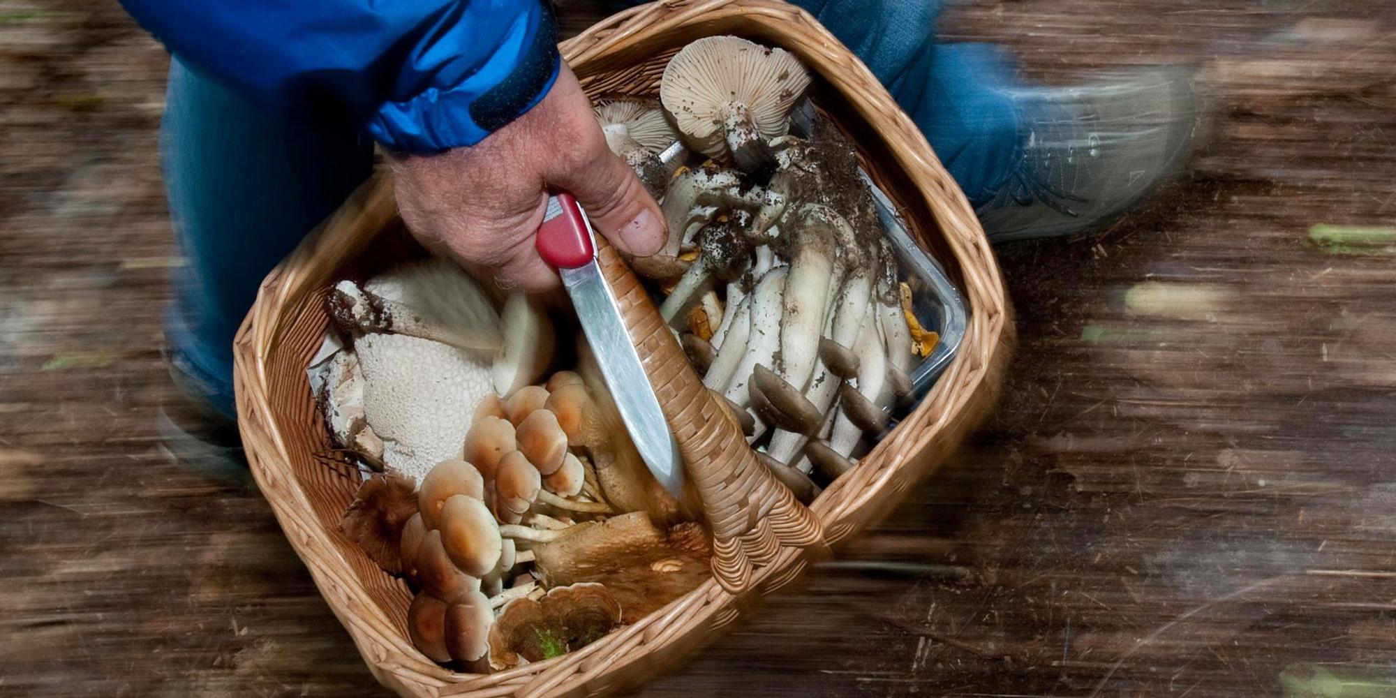 Waldpilze in einem Körbchen_Header
