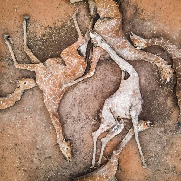 Giraffen Kenia GETTY 151221