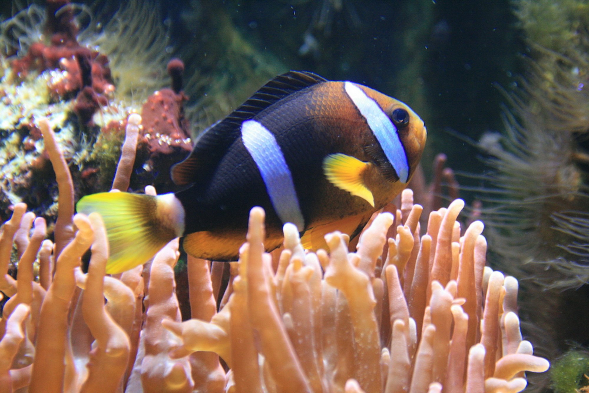 SealifeKoenigswinter-2_Bildgröße ändern