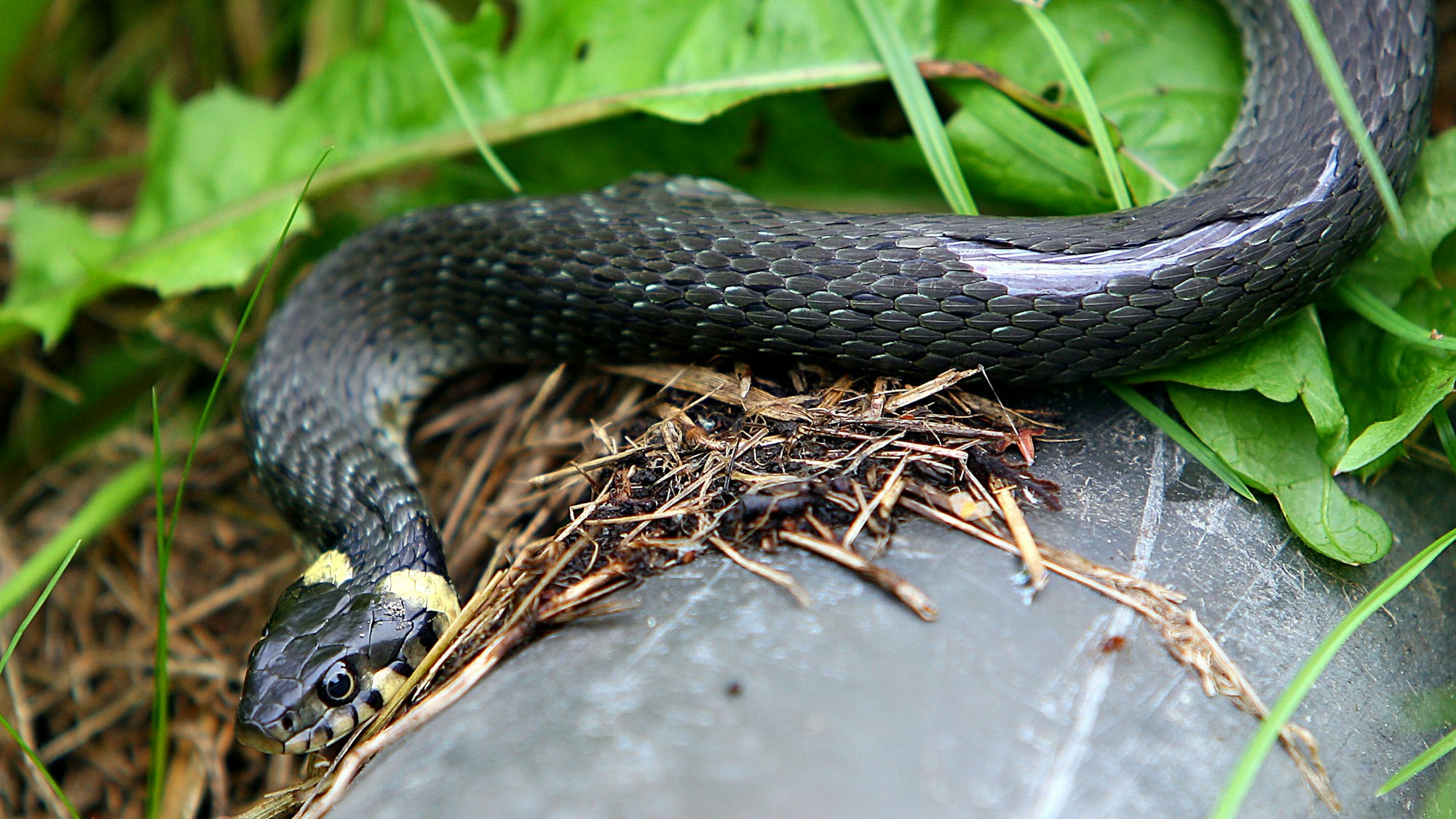 Eine Ringelnatter in der Natur.