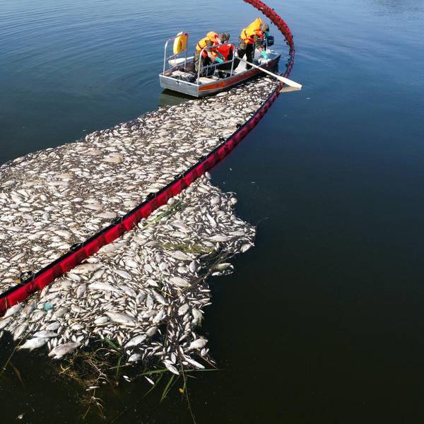 Fischsterben in der Oder_001