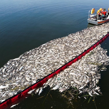 Fischsterben in der Oder_001