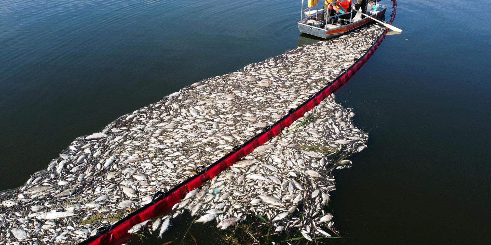 Fischsterben in der Oder_001