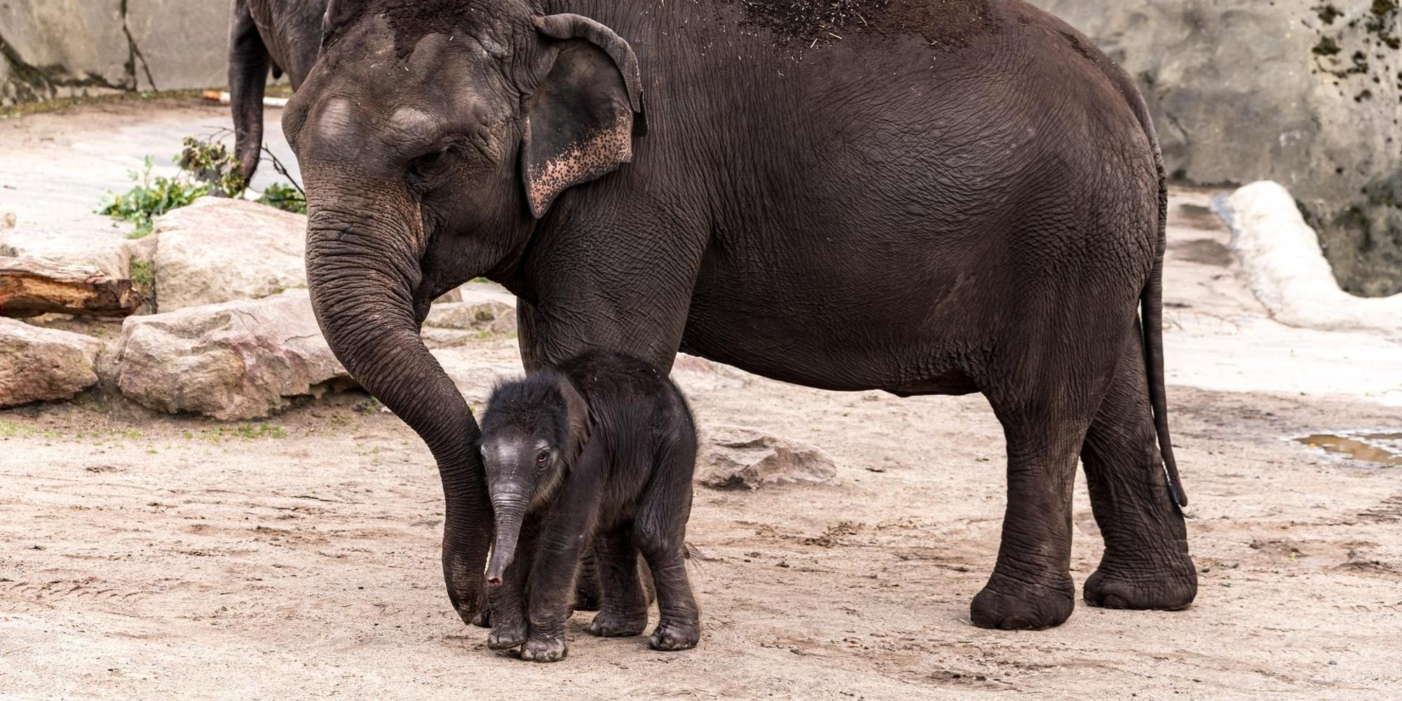 Kölner Zoo Elefantenbaby