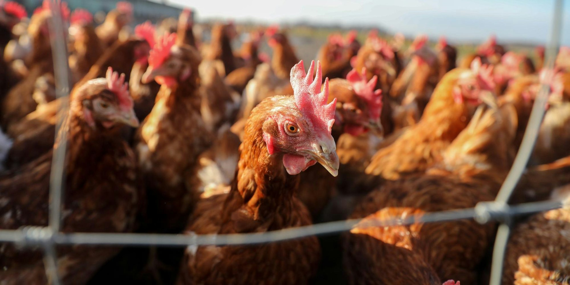 Gefluegelpest_Symbol3