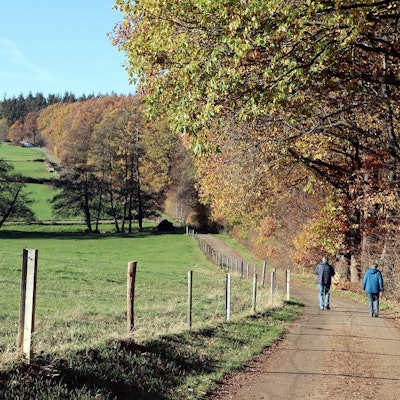 Wanderung Rheinbach Waldweg