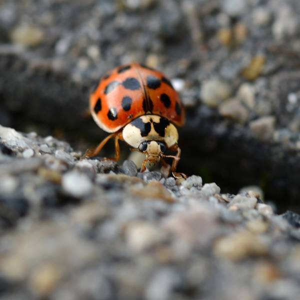 asiatischer marienkäfer