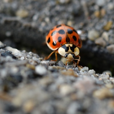 asiatischer marienkäfer