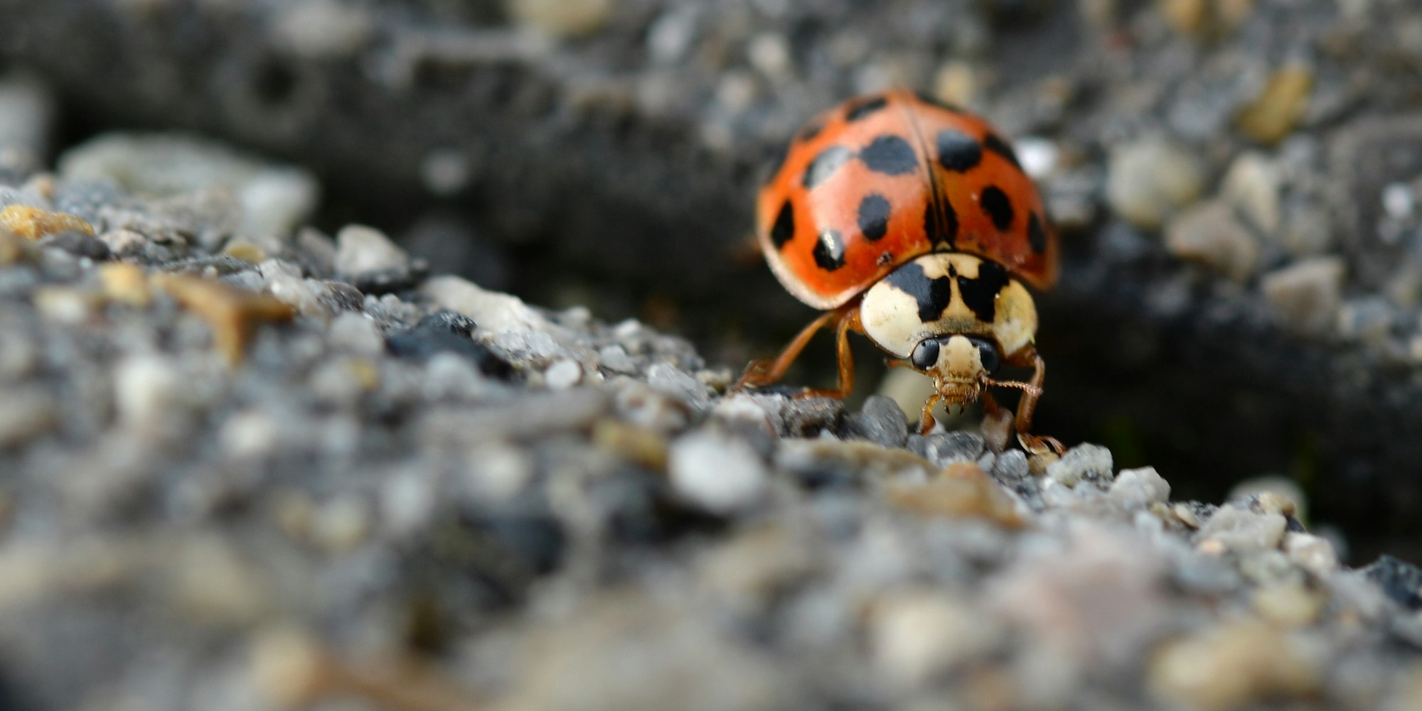 asiatischer marienkäfer