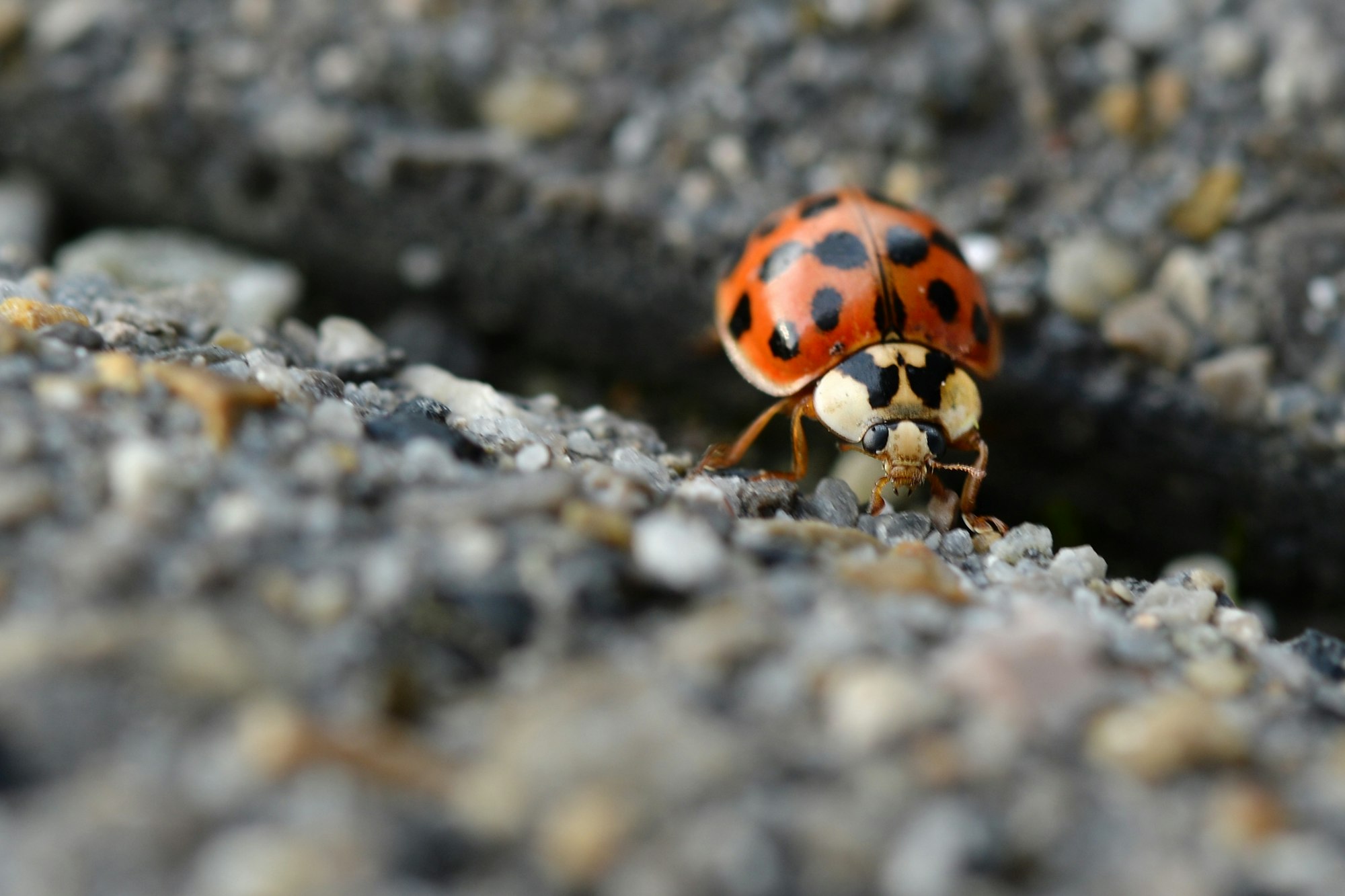 asiatischer marienkäfer