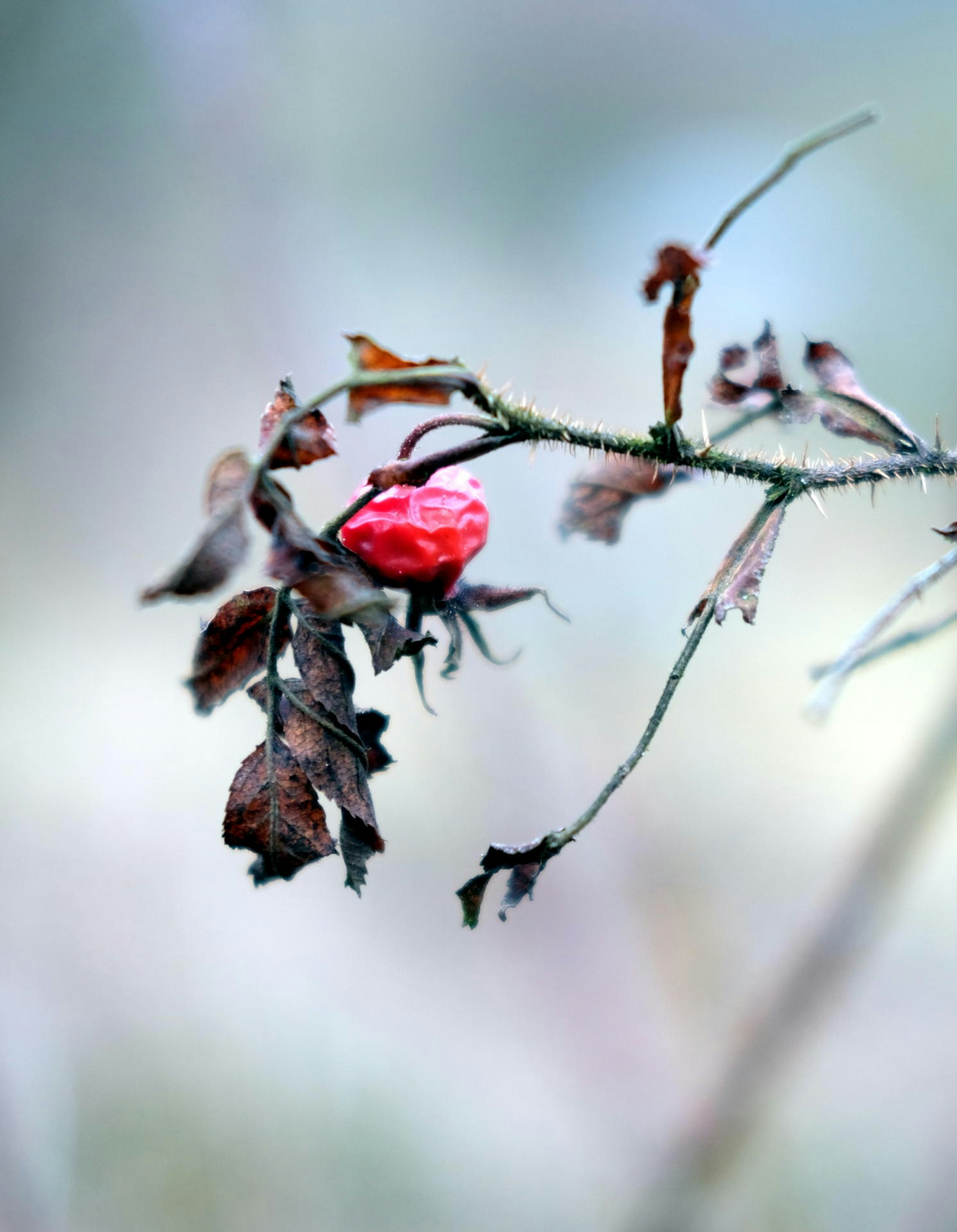 Garten im März Hagebutte