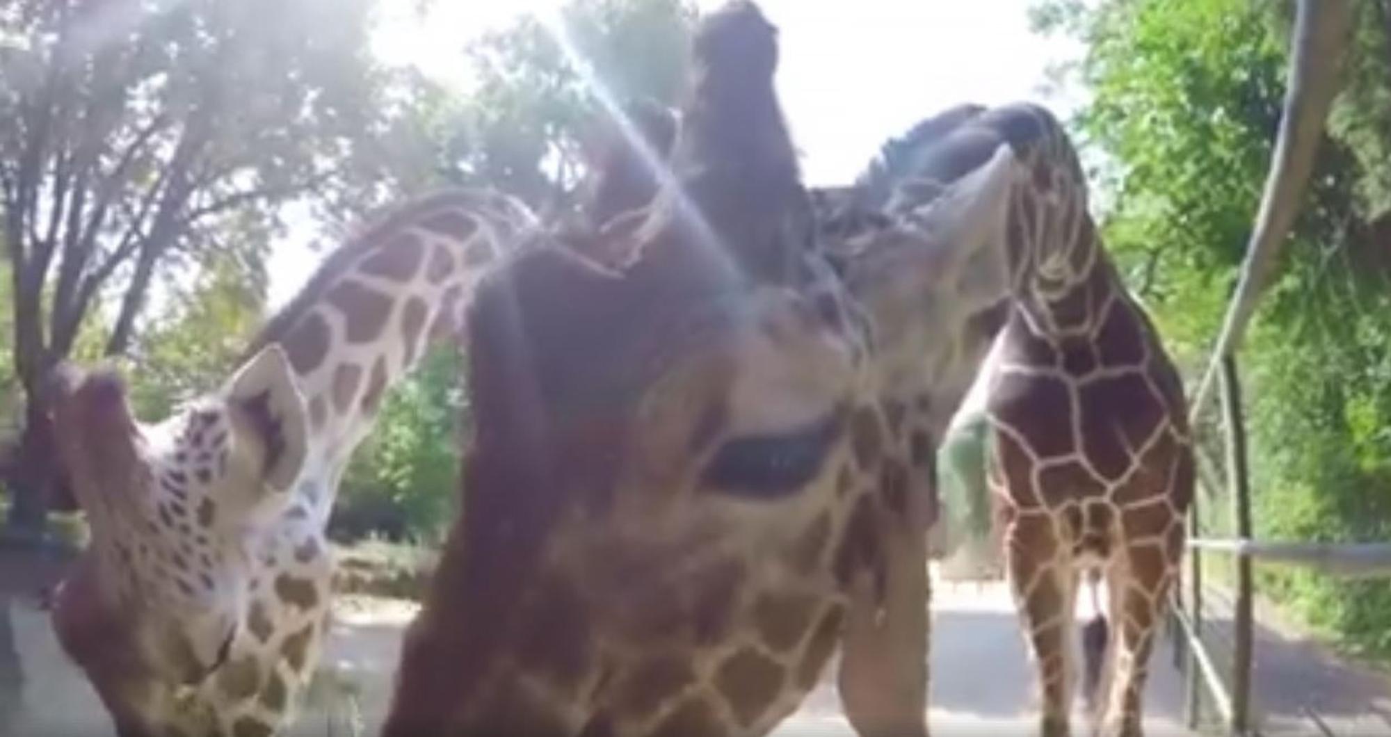 giraffe