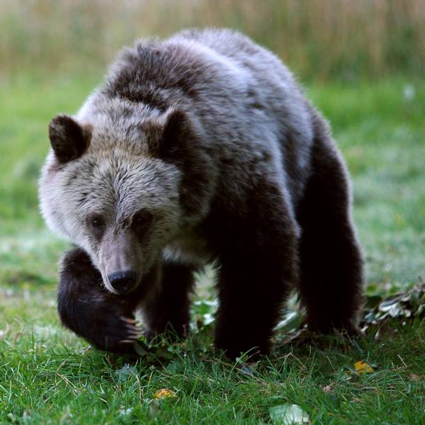 Grizzly Bär