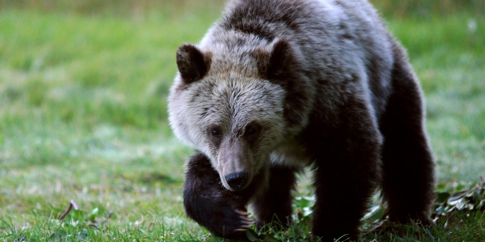 Grizzly Bär
