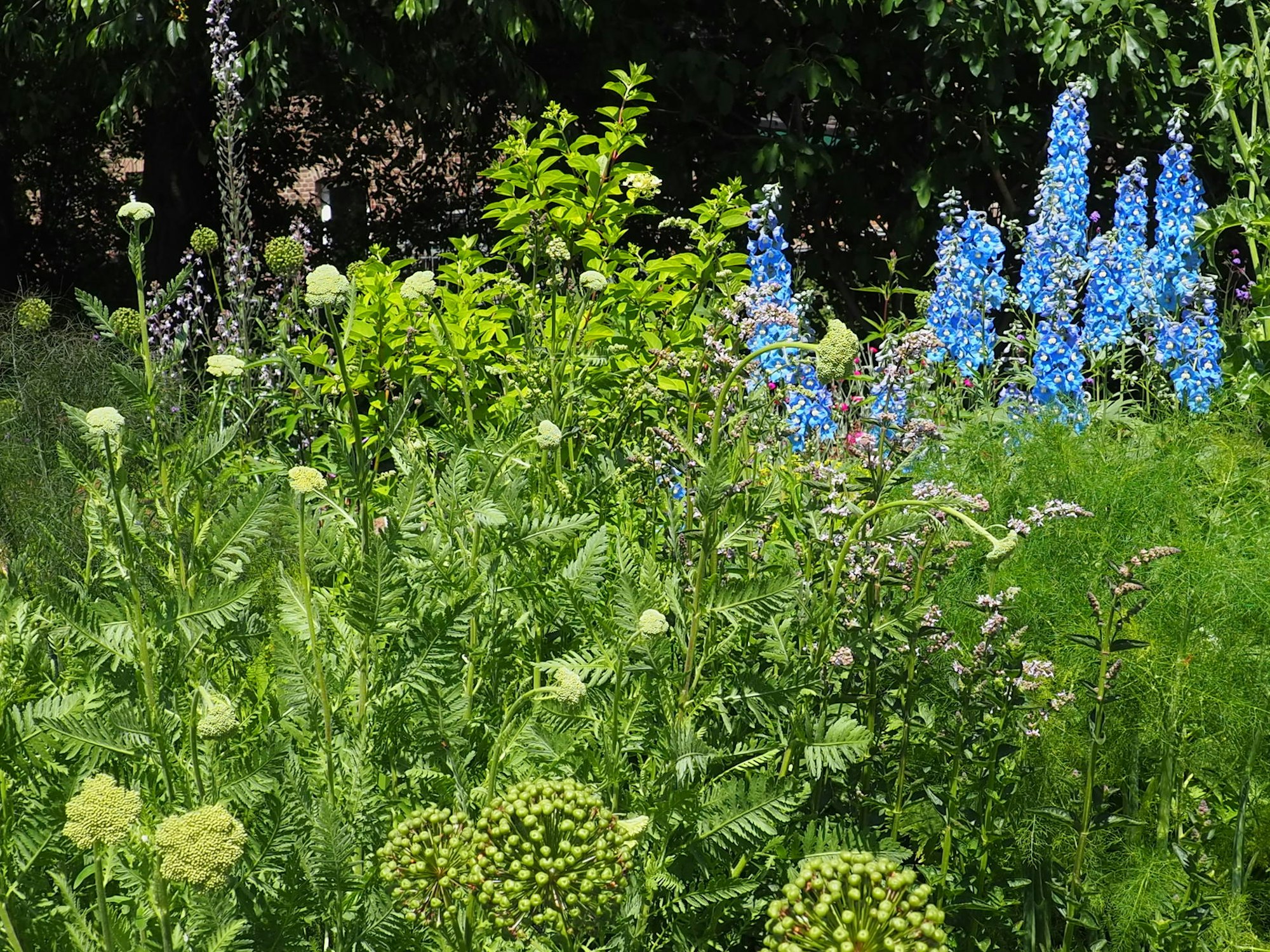 sommerserie erft gymnicher mühle blumen