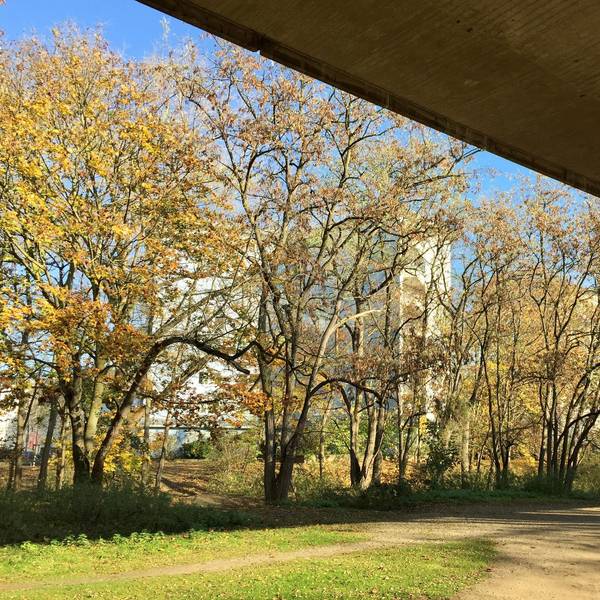 Blick auf Bäume im Nordpark.