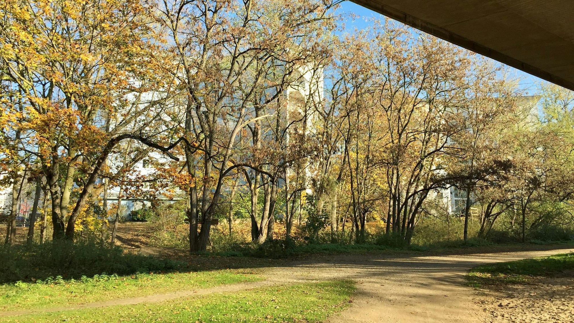 Blick auf Bäume im Nordpark.