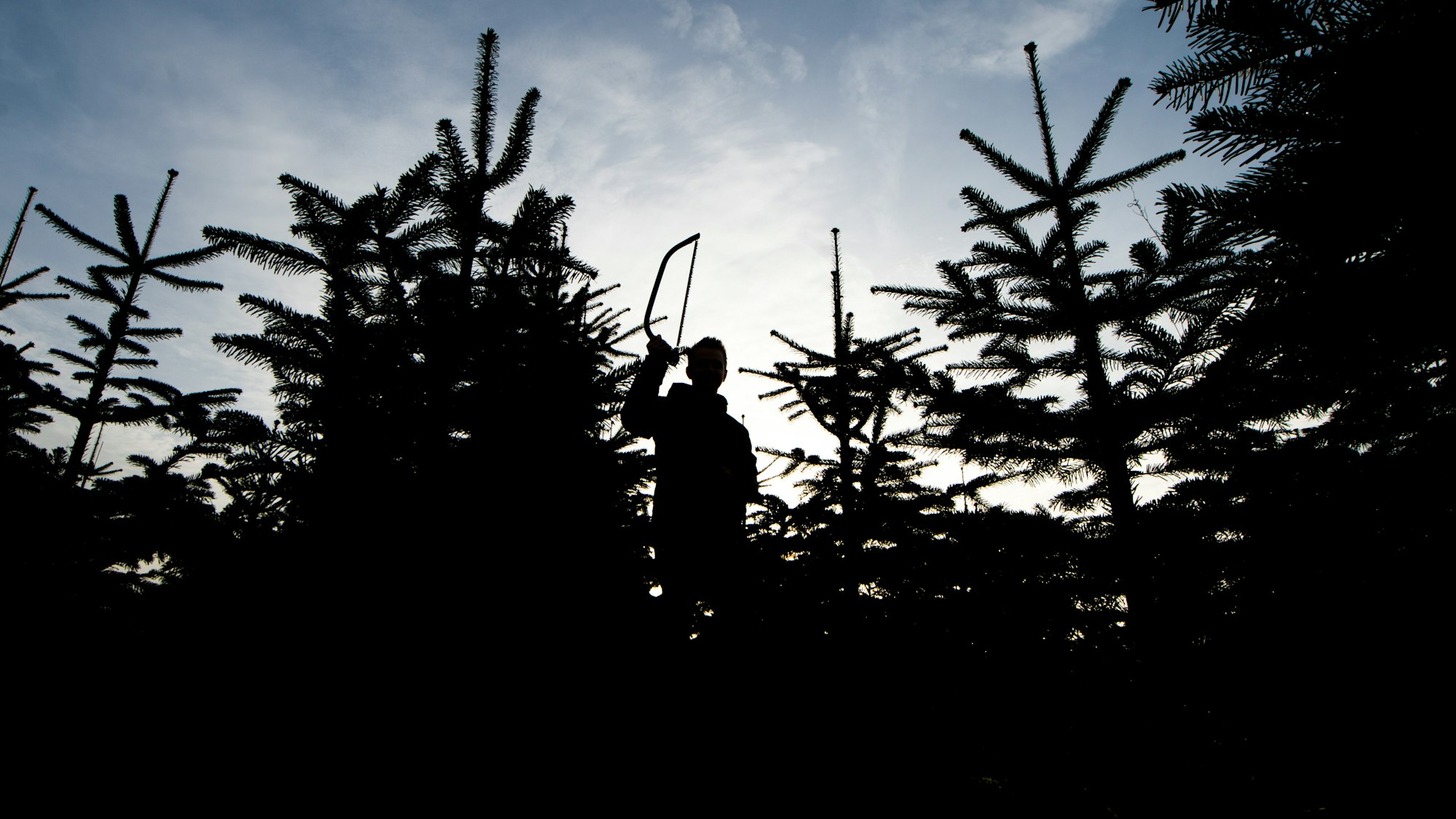 Ein Mann mit einer Säge zwischen vielen Tannenbäumen.