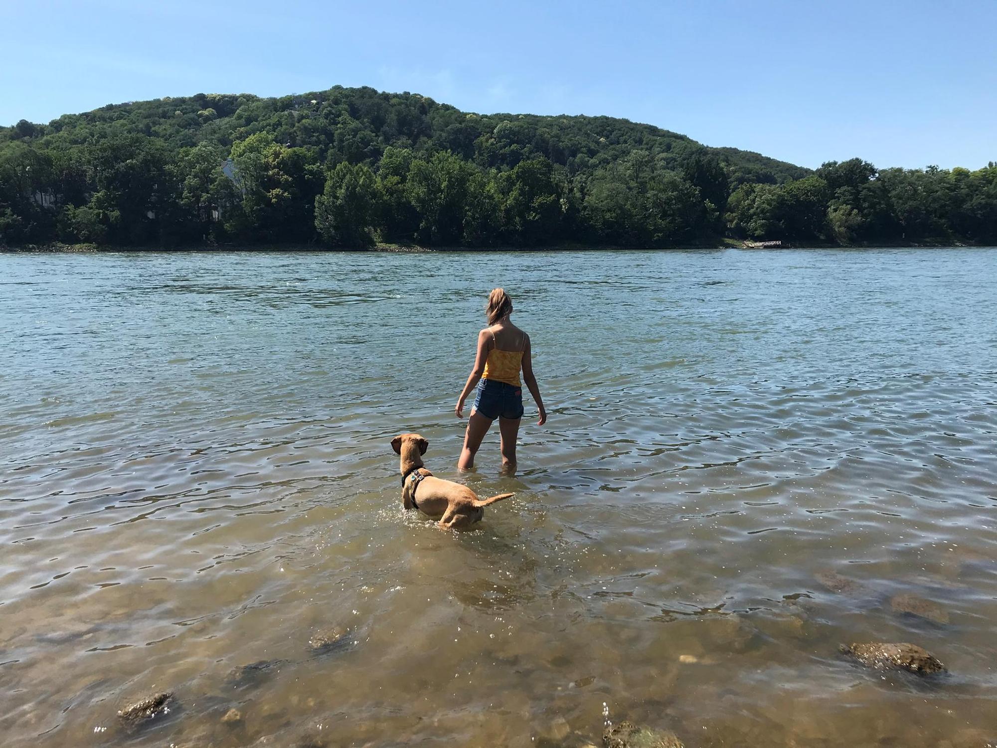 Blick Nonnenwerth_Hund_Grafenwerth_Handy_rei