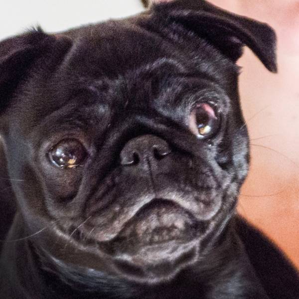 Mops_symbolfoto