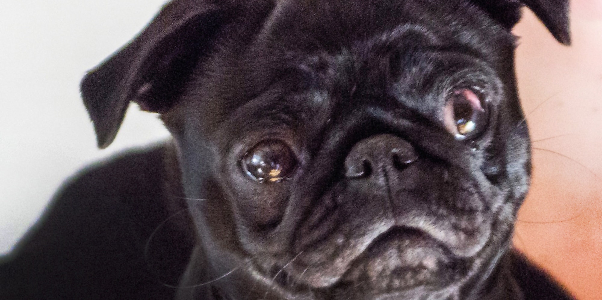 Mops_symbolfoto