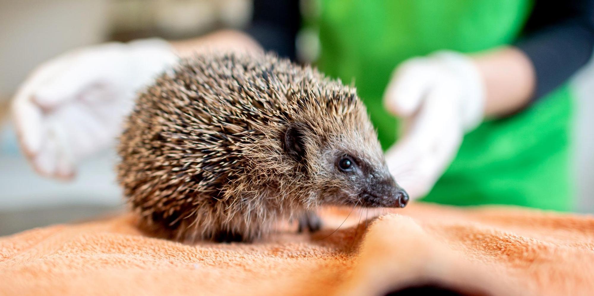Igel