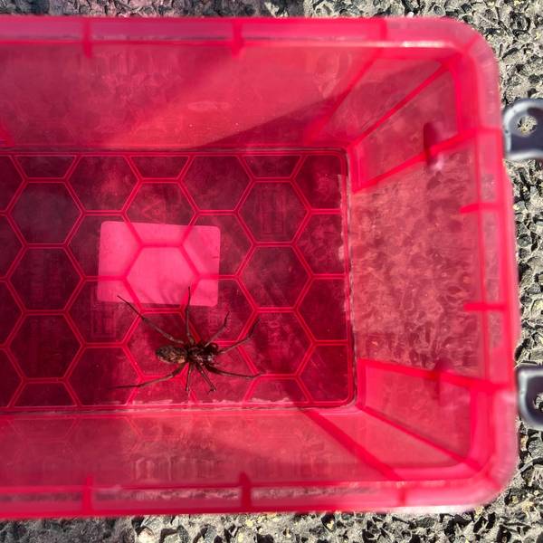 RiesigeHausspinne