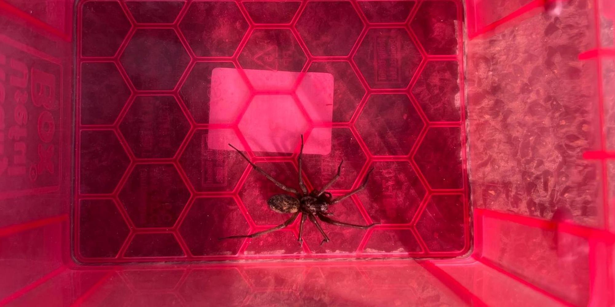 RiesigeHausspinne