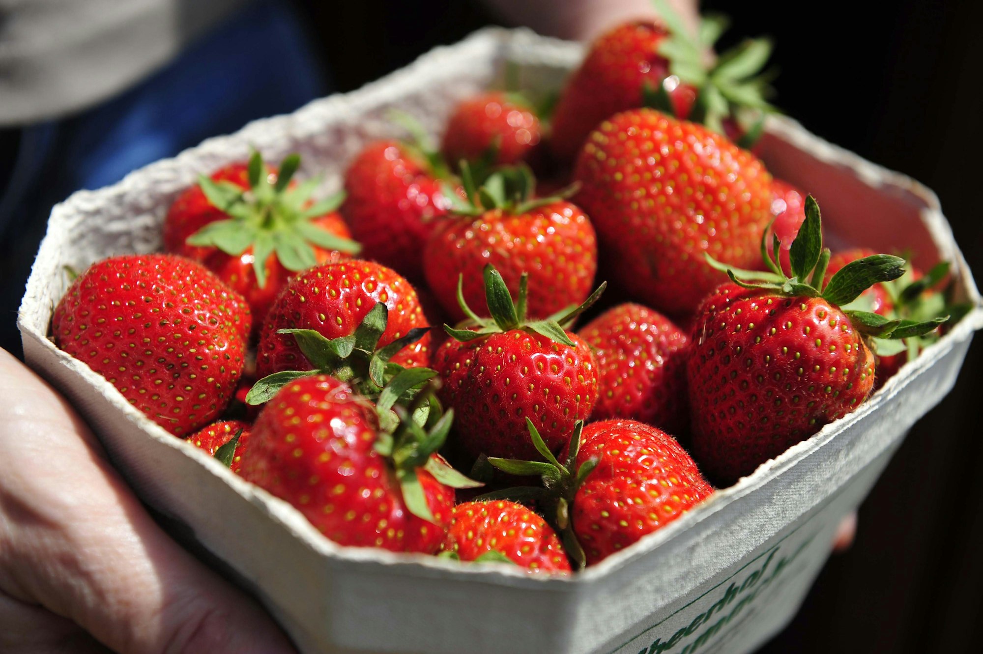 Erdbeeren_Schale_2_otr