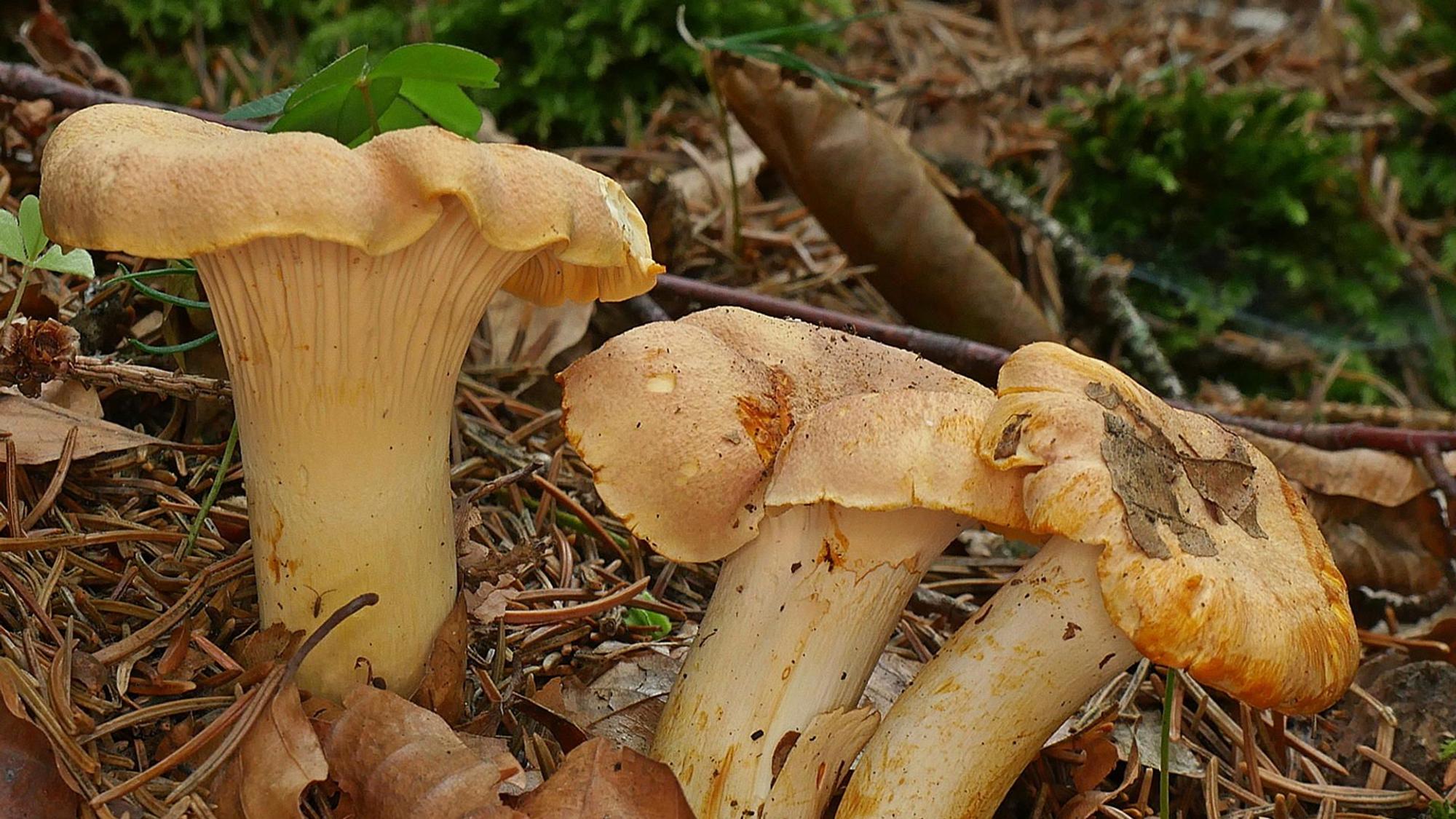 Der gelbliche Pfifferlings-Pilz.