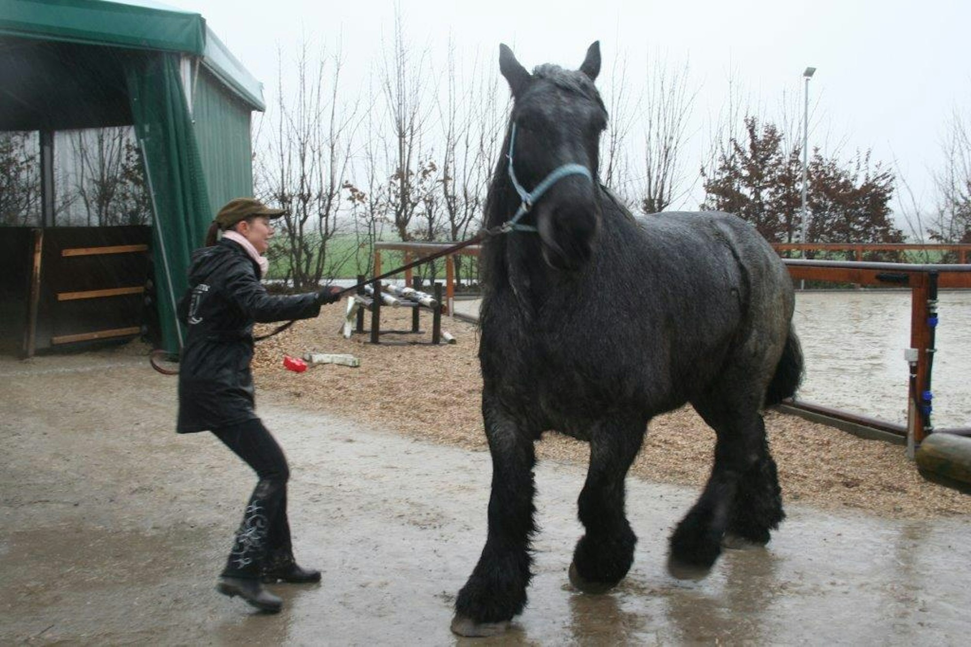 Pferdefluesterer_Glessen_2