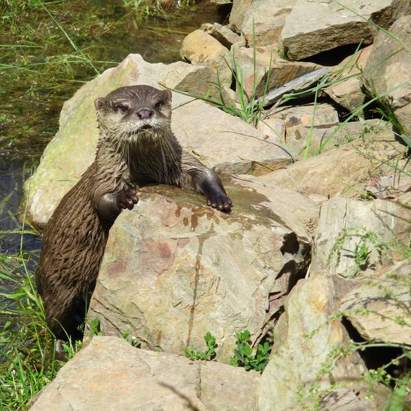 Wildfreigehege Otter1