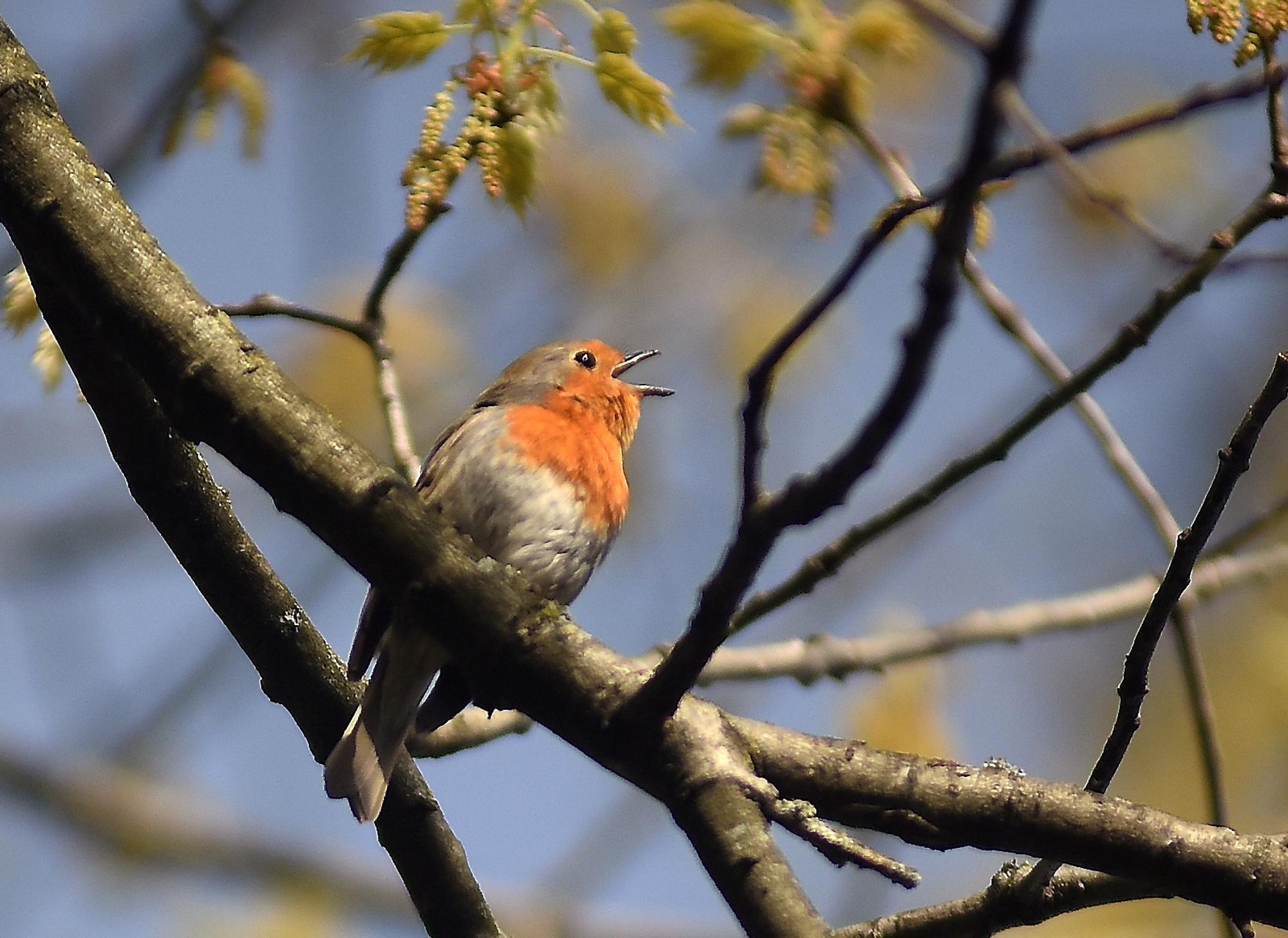 Vogelrotkehlchen