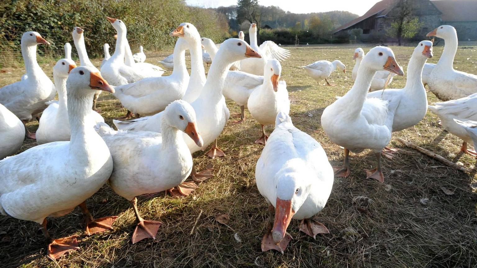 Gänse Gut Nesselrath 2020