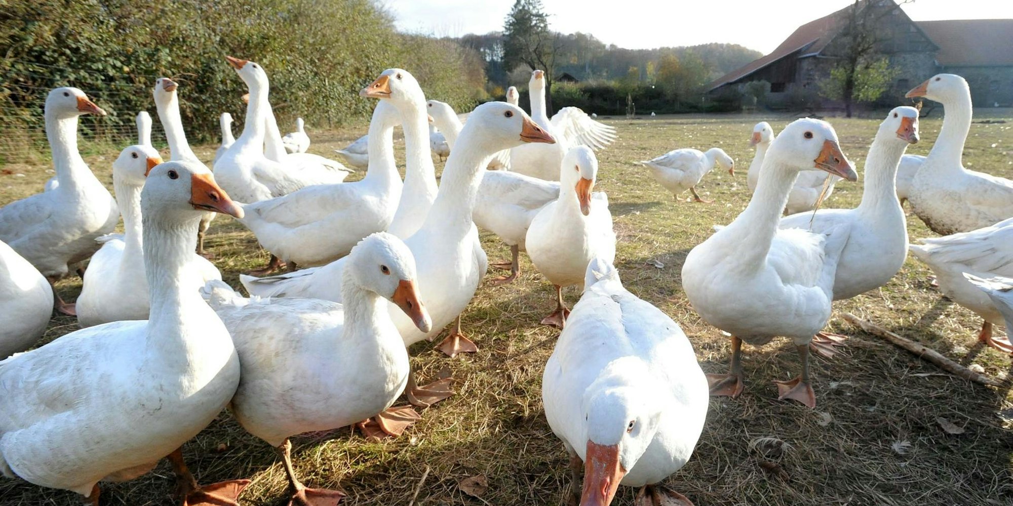 Gänse Gut Nesselrath 2020