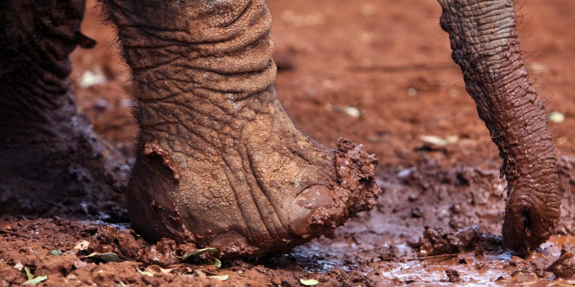 Elefant Nepal