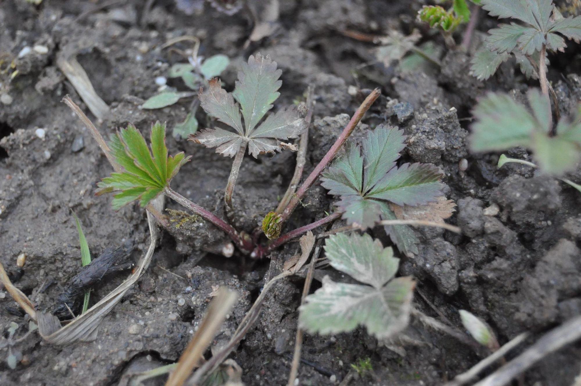 fingerkraut