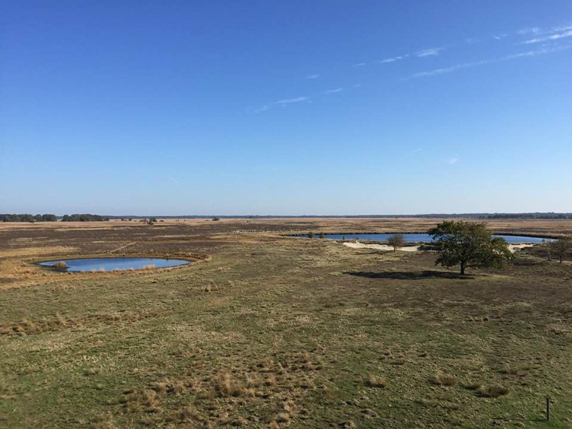 Dvingeldervelde HEide Drenthe Reiche