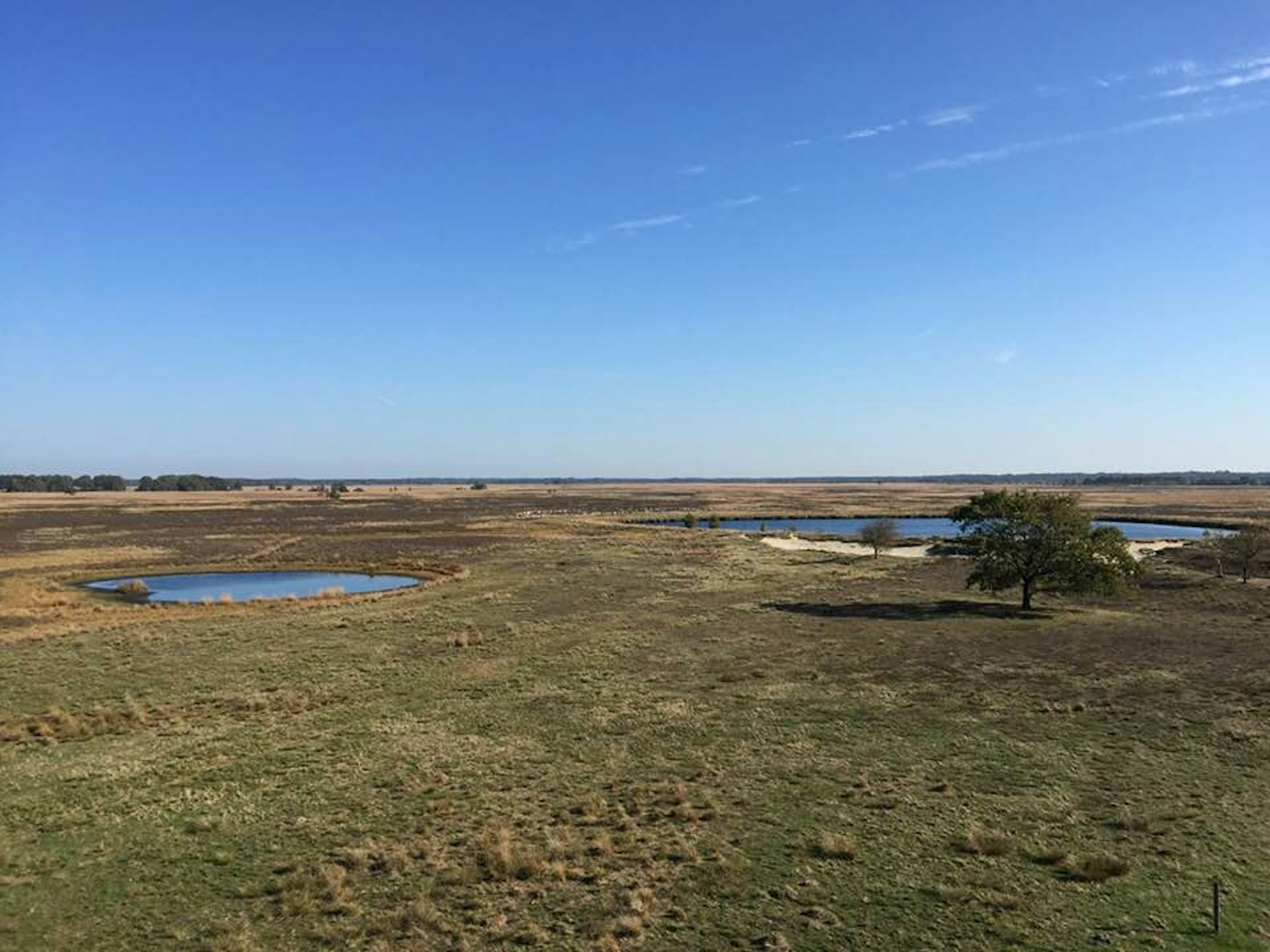Dvingeldervelde HEide Drenthe Reiche