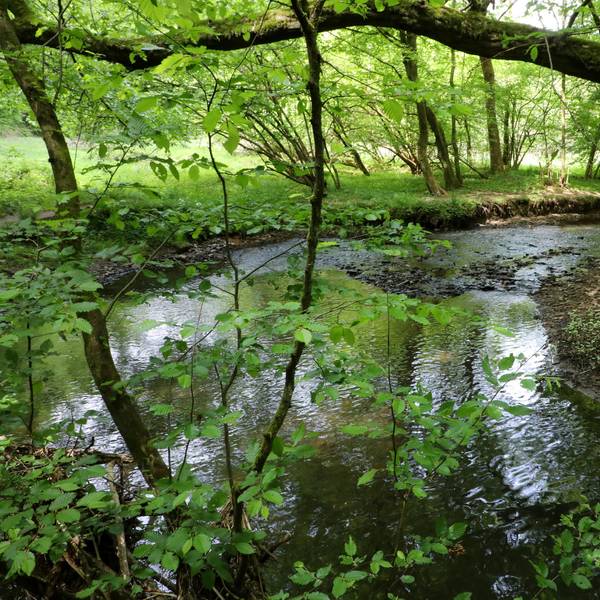 Naafbachtal_9533