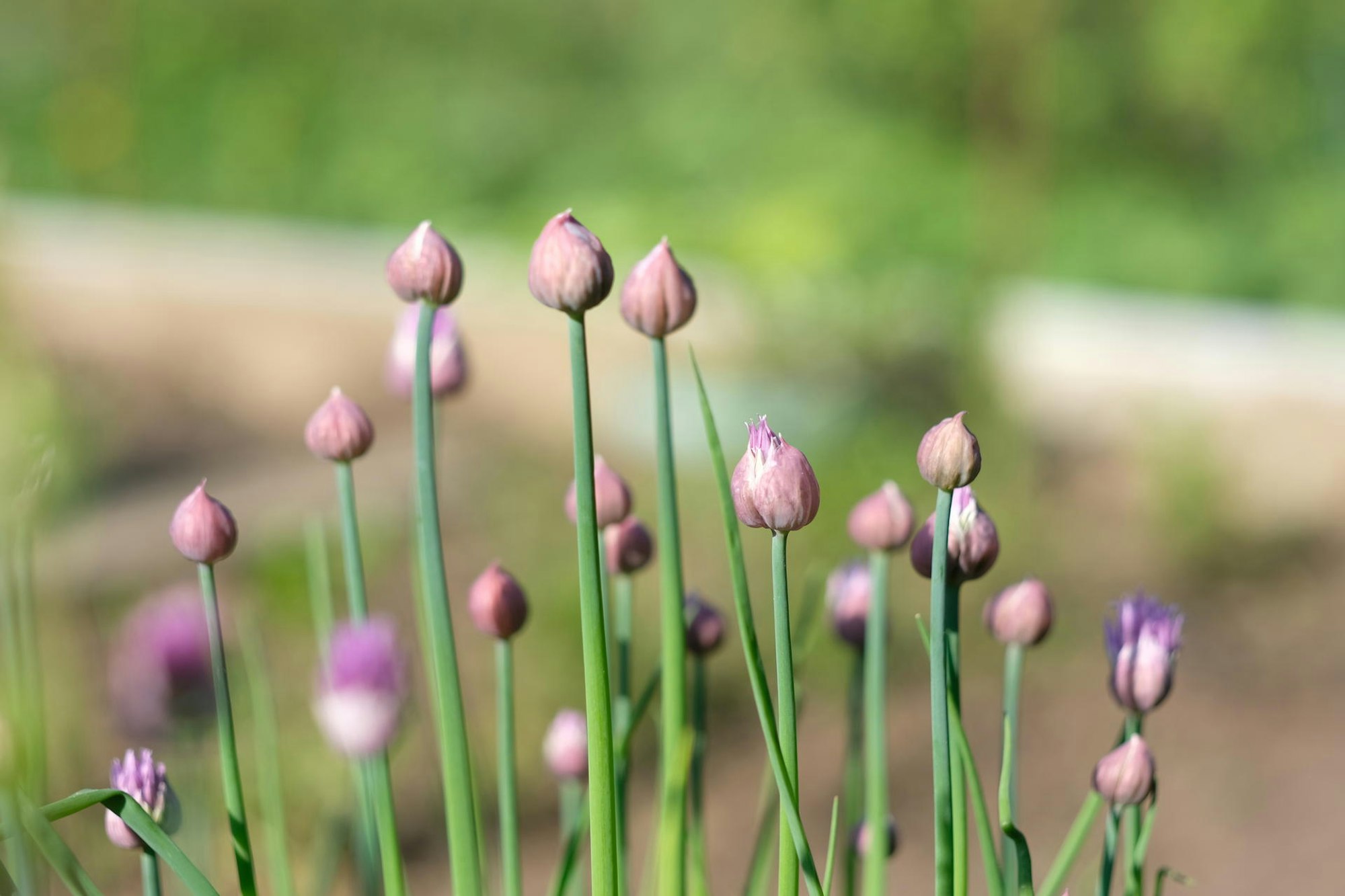 Gartenkalender Mai Schnittlauch
