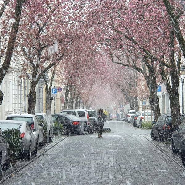 Schneegestoeber_Zierkirsche_Bonn